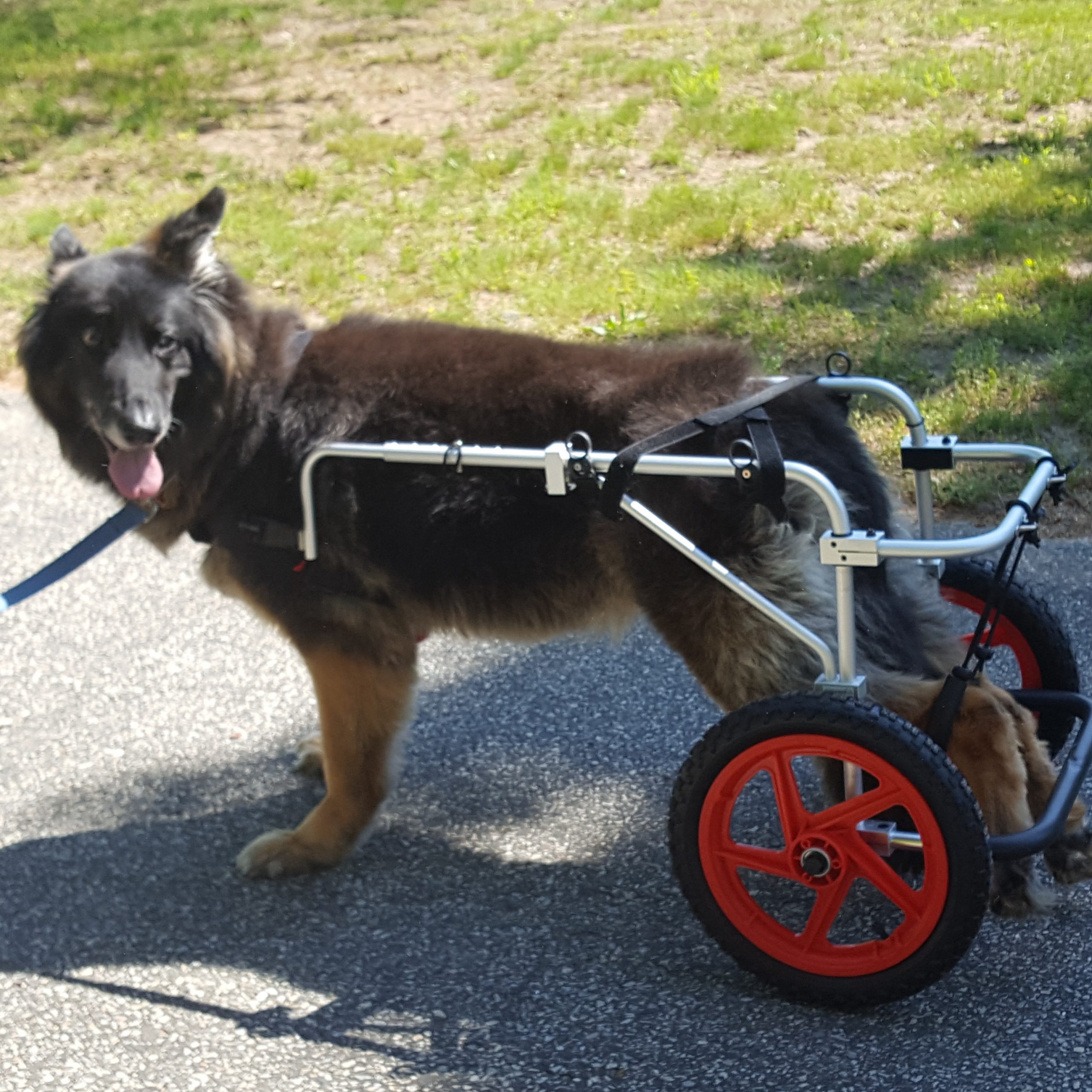 Anibel in a Best Friend Mobility Dog Wheelchair